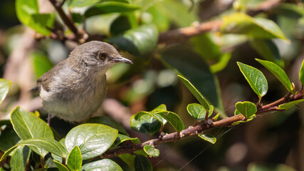 Sardinian warbler (male & female)