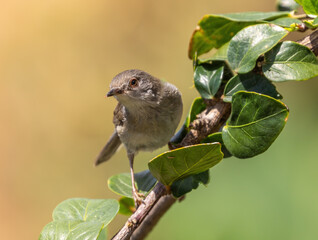 Sardinian warbler (male & female)