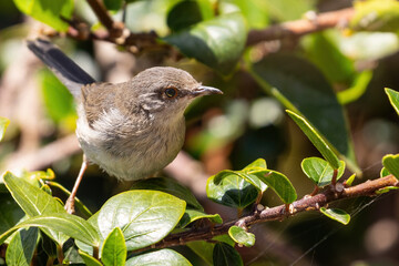 Sardinian warbler (male & female)