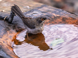 Sardinian warbler (male & female)