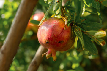 Punica granatum fruits ripen on a branch in close-up. Red ripe pomegranate fruits grow in the...