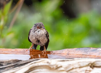 Sardinian warbler (male & female)