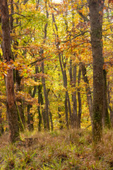Forêt en automne avec des feuilles d'arbres jaunes et orangées