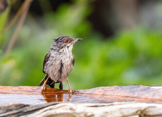 Sardinian warbler (male & female)