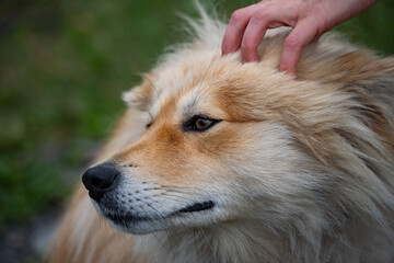 The owner's hand is stroking a cute fluffy dog. Pet care. Training.