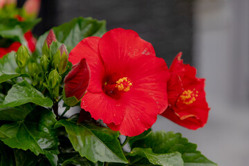 Selective focus red flower Hibiscus in garden, Rosemallows is a genus of flowering plants in the mallow family, The genus is quite large comprising several hundred species, Natural floral background.