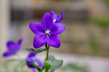 Selective focus of purple blue flower in the garden, Platycodon grandiflorus is a species of herbaceous flowering perennial plant of the family Campanulaceae, Nature floral background.