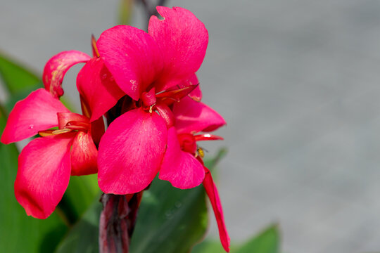 Selective focus of red pink flower canna generalis in the garden, Canna lily is the only genus of flowering plants in the family Cannaceae, Nature floral background.