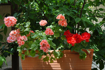 Balcony flower pot with pink and red Geranium flowers. Green foliage background. Horizontal.
