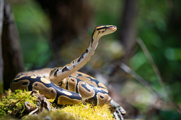 Royal python rolled into a ball in the grass. The snake lifted its head up and looks attentively...