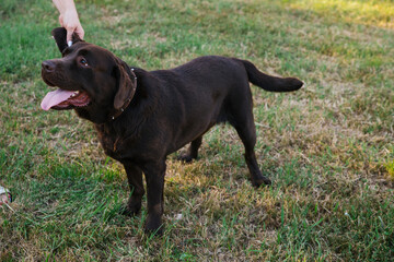 A brown Labrador in full growth in the park on a walk.The dog is scratched behind the ear by the owner.