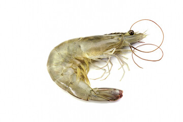 fresh shrimp isolated on white background