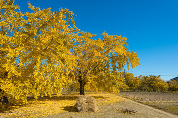 Naklejka premium 青空と銀杏