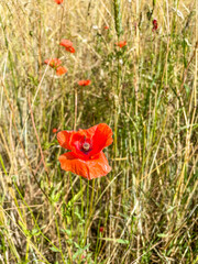 Common poppy