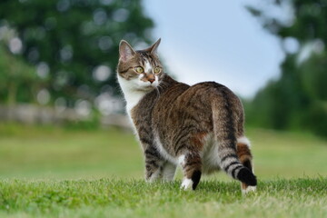 Naklejka na ściany i meble cute colorful cat standing on the meadow. Portrait of a european cat. Felis silvestris catus.