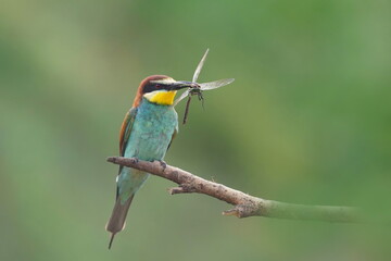 European bee-eaters (Merops apiaster) sitting on a tree twig and holding a dragonfly in its beak. Wildlife scene from spring nature.