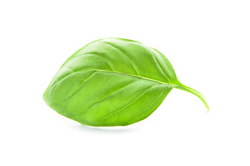 Fresh basil leaf on white background