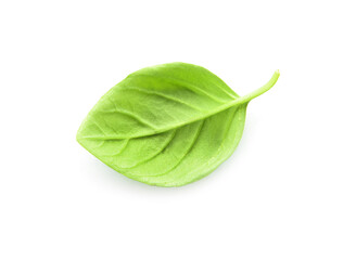 Fresh basil leaf on white background