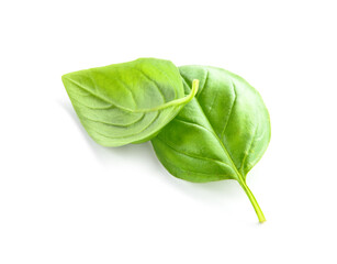Fresh basil leaves on white background