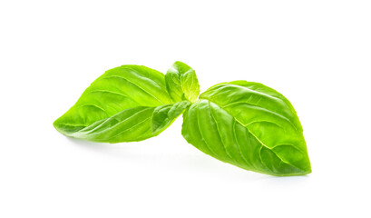 Fresh basil leaves on white background