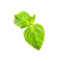 Fresh basil leaves on white background