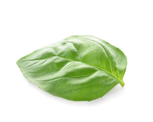 Fresh basil leaf on white background