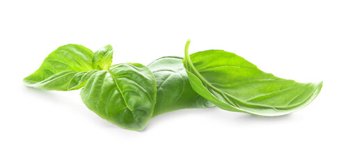 Fresh basil leaves on white background