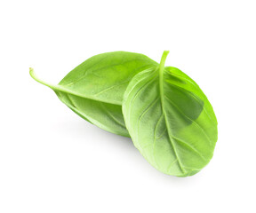 Fresh basil leaves on white background