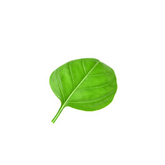 Fresh basil leaf on white background