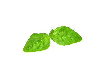 Fresh basil leaves on white background