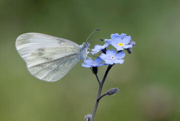 Wood White Butterfly