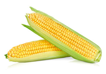 two fresh corn on white isolated background