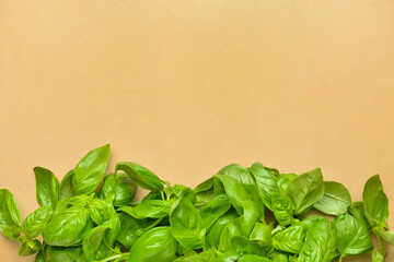 Fresh basil leaves on color background