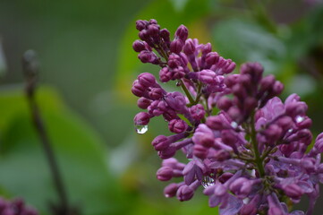 Spring Flowers Blooming
