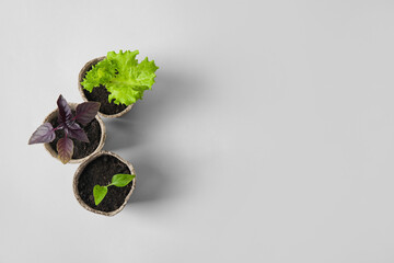Plants seedlings in peat pots on light background