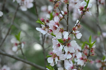 Spring Flowers Blooming