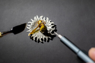 a set of bits for a screwdriver together with a wasp