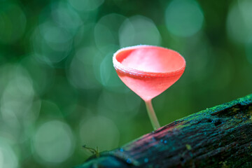 PINK BURN CUP or Tarzetta Rosea ( Rea) Dennis