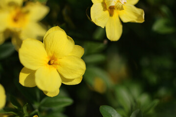 yellow daffodil flower