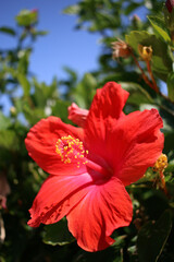 red hibiscus flower