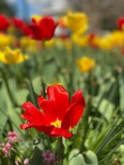 Tulips in a spring garden