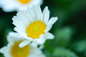 daisy flower © RYOTA ENDO