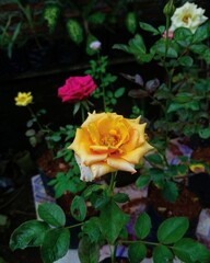 yellow and red rose