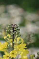 close up of pine cones