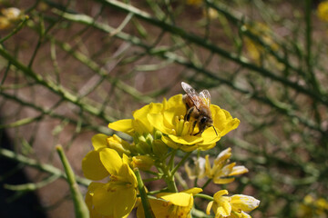 bee on yellow flower