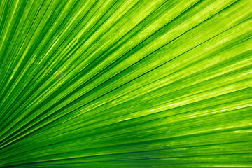 Obraz premium Palm leaves glow green in the sunlight.
