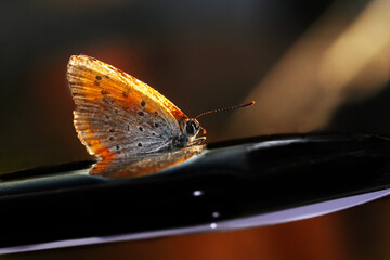 A sunbeam passing through the wings of a small moth that sits on a blurry dark background ..