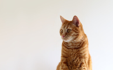 Red Cat looking away ... Background removed ..