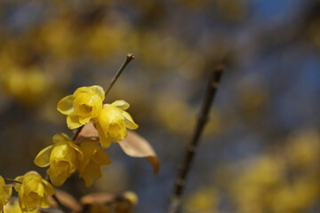 yellow autumn leaves