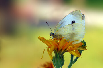 
White butterfly on a yellow flower on a blurred multicolored background ...